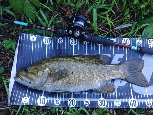 スモールマウスバスの釣果