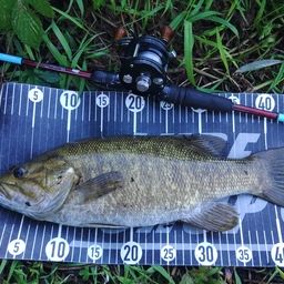 スモールマウスバス