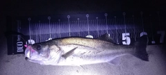 スズキの釣果
