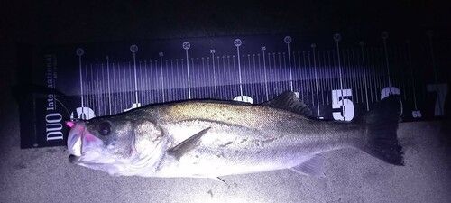スズキの釣果