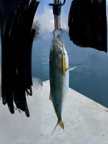 イナダの釣果