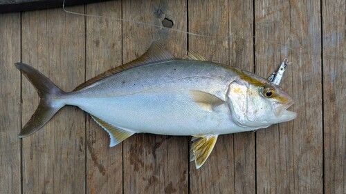 カンパチの釣果