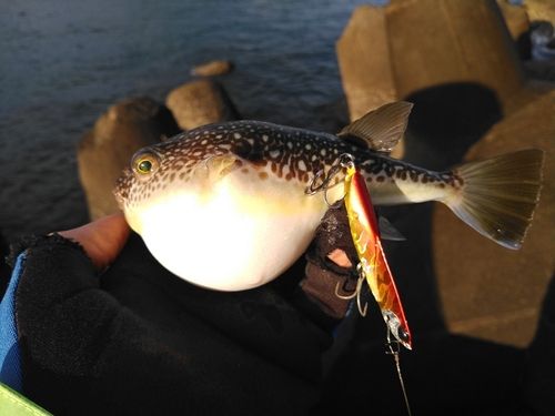 コモンフグの釣果