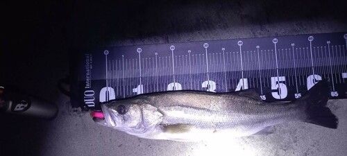 スズキの釣果