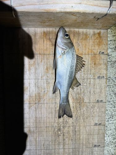セイゴ（ヒラスズキ）の釣果
