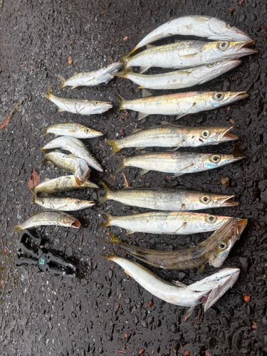 カマスの釣果