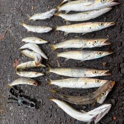 カマス