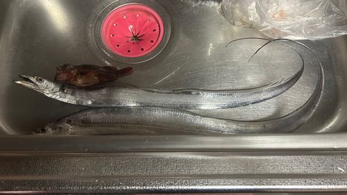 タチウオの釣果