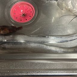 タチウオ