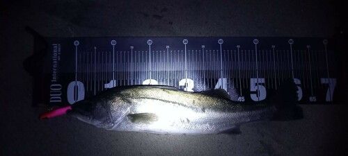 スズキの釣果
