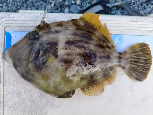 カワハギの釣果