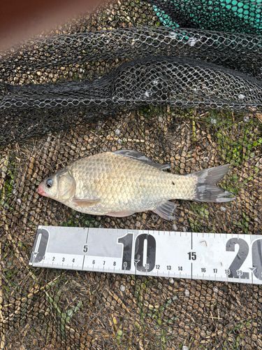 ヘラブナの釣果