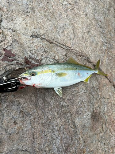 ツバスの釣果