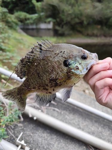 ブルーギルの釣果