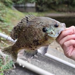 ブルーギル