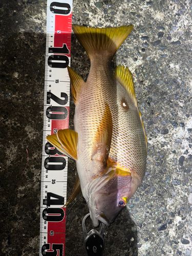 シブダイの釣果