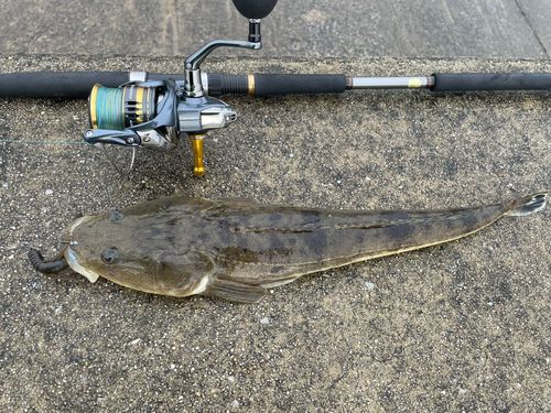 マゴチの釣果