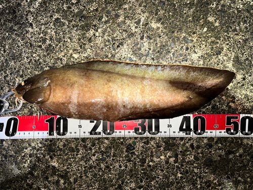 イタチウオの釣果