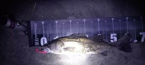 スズキの釣果