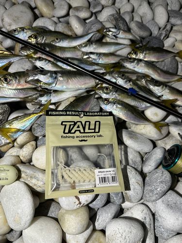アジの釣果