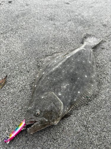 ソゲの釣果