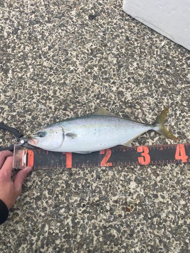 イナダの釣果
