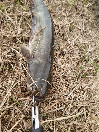 ナマズの釣果