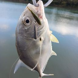 オニヒラアジ
