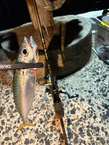 サバの釣果