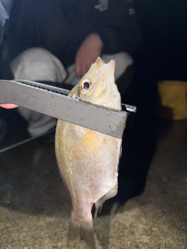 ウミタナゴの釣果