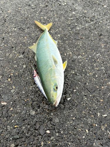 ハマチの釣果