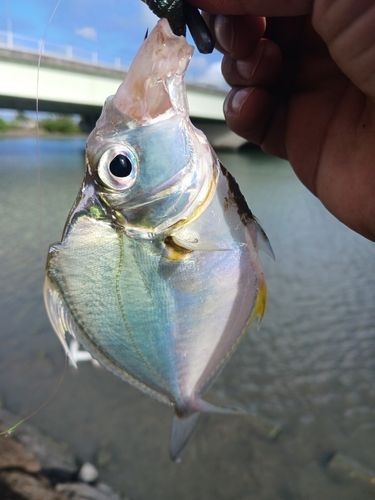 セイタカヒイラギの釣果