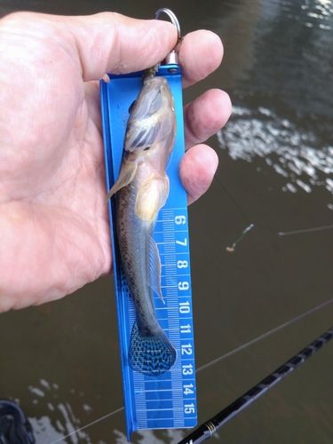 ハゼの釣果