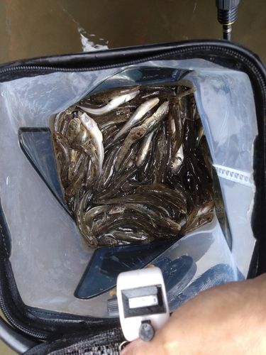 ハゼの釣果