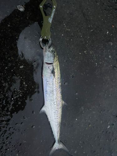 サゴシの釣果