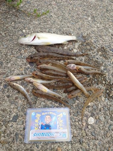 ハゼの釣果