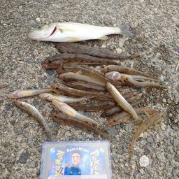ハゼ