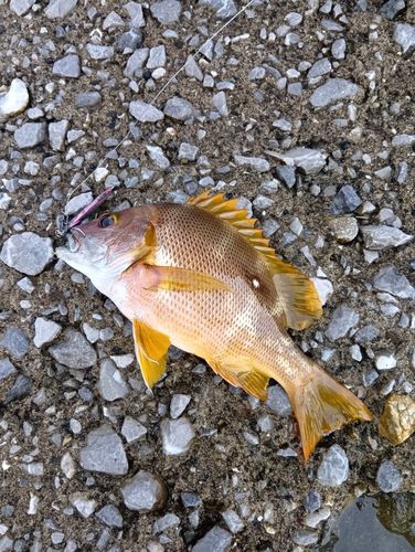 フエダイの釣果