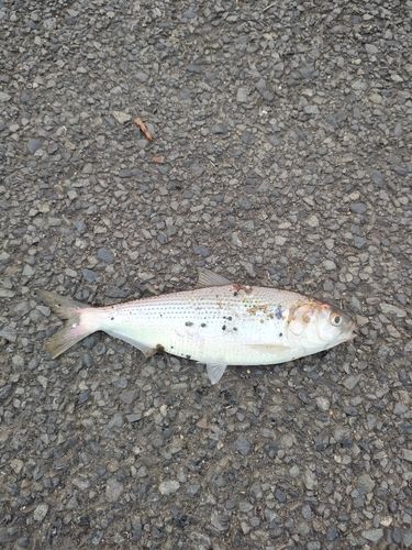 コノシロの釣果