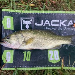 ラージマウスバス