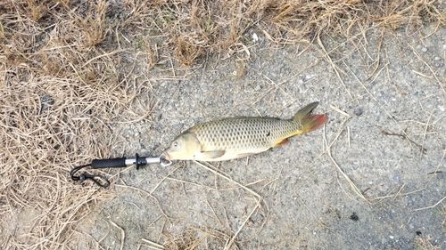 コイの釣果