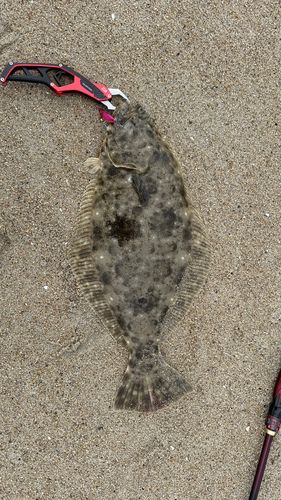ヒラメの釣果