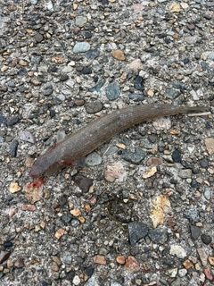 マエソの釣果