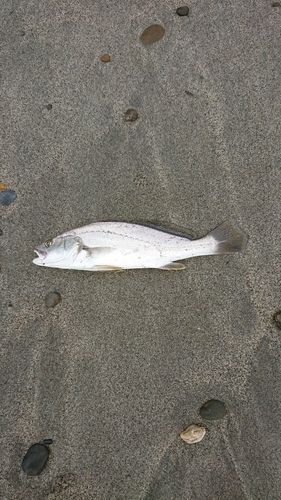 ニベの釣果