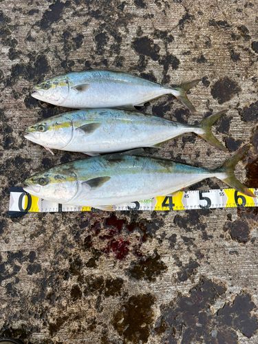 ワラサの釣果