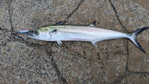 サゴシの釣果