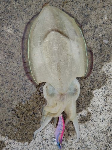 コウイカの釣果
