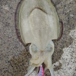 コウイカ