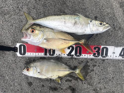 メッキの釣果
