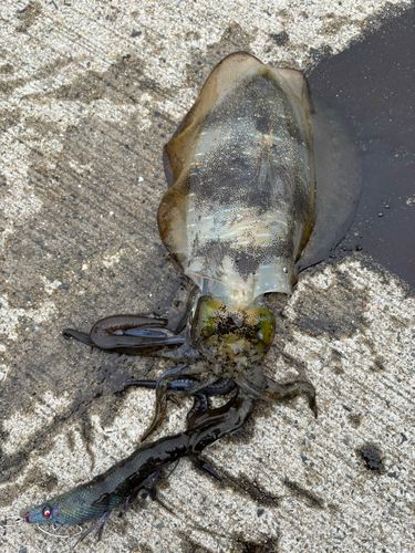 アオリイカの釣果